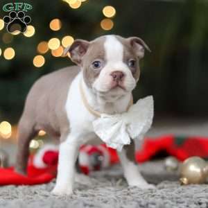 Marla, Boston Terrier Puppy